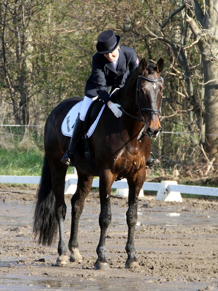 Holstener Corvette Imperial - Landsstævne Søborggård 2010 - diciplinvinder i dressur med 71 % billede 8