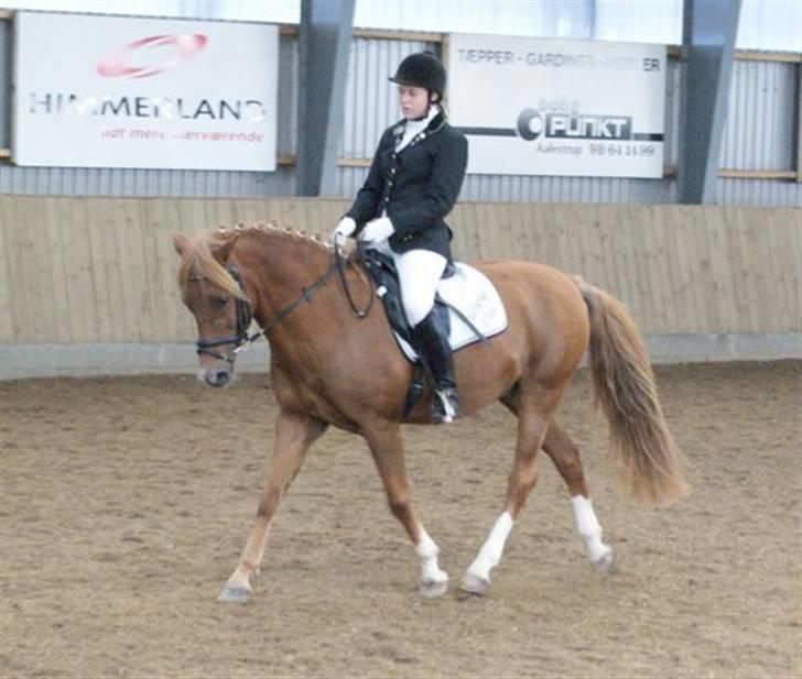 New Forest Odbjergs Emil   R.I.P. - Mig og Emil til VDM 2008... Super pony om søndagen...!!! billede 11