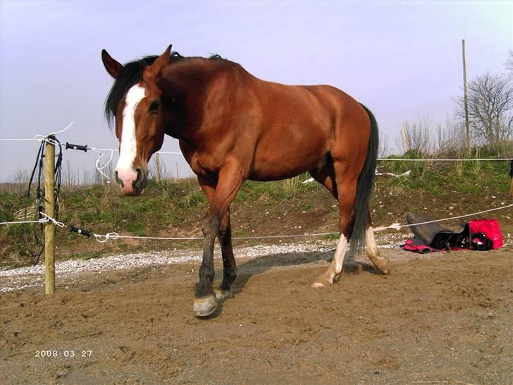 Sportsaraber (A) Boheme "solgt" - Boheme løs på ridebanen efter at vi har redet.. <33 billede 9