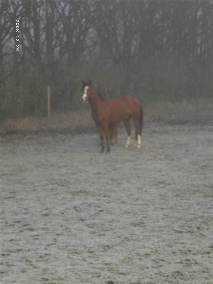 Sportsaraber (A) Boheme "solgt" - ja.. min skat.. <33 billede 12