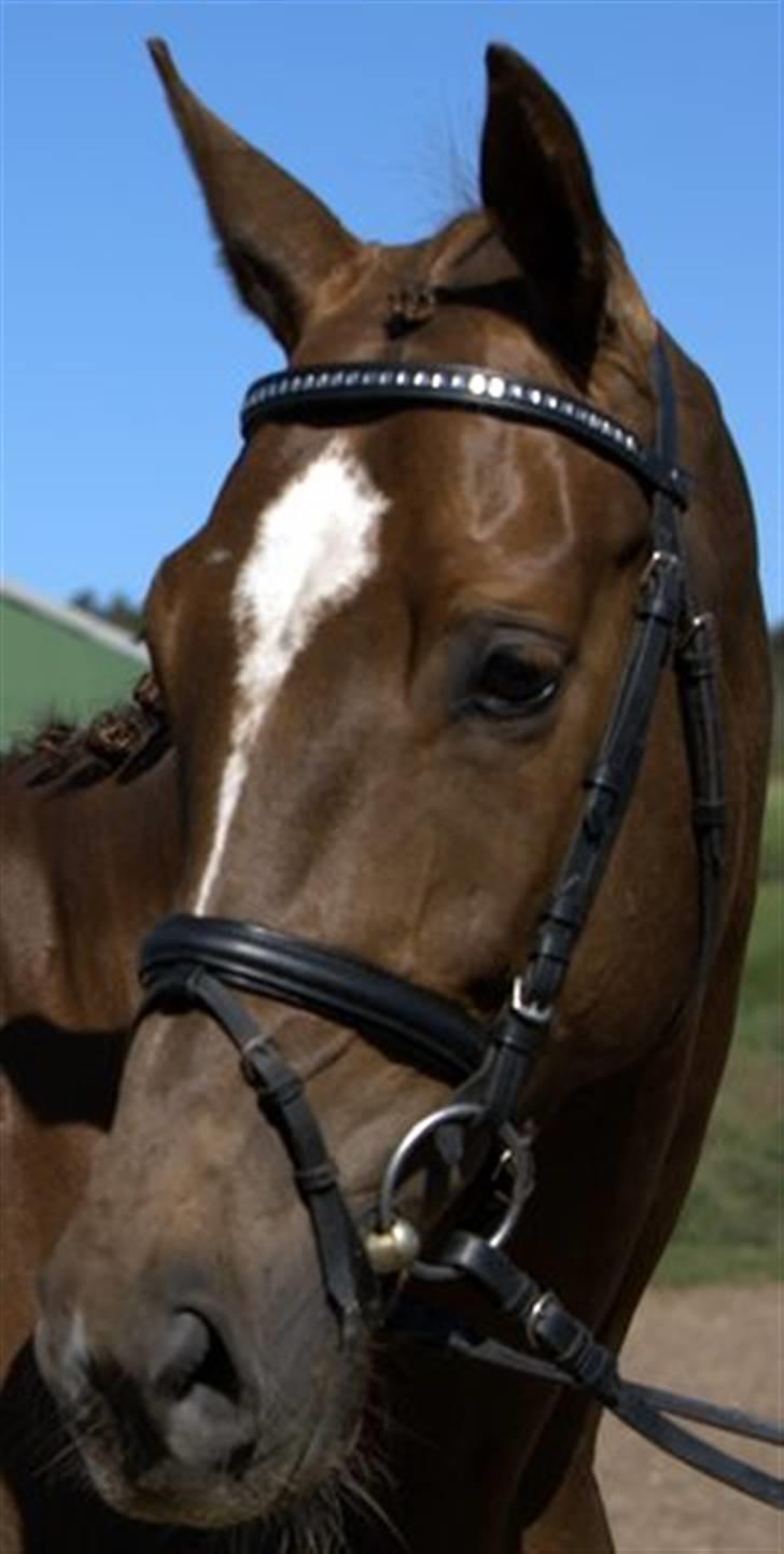 Dansk Varmblod Lindegårdens Juvel R.I.P  - Juvel maj 2007 billede 2