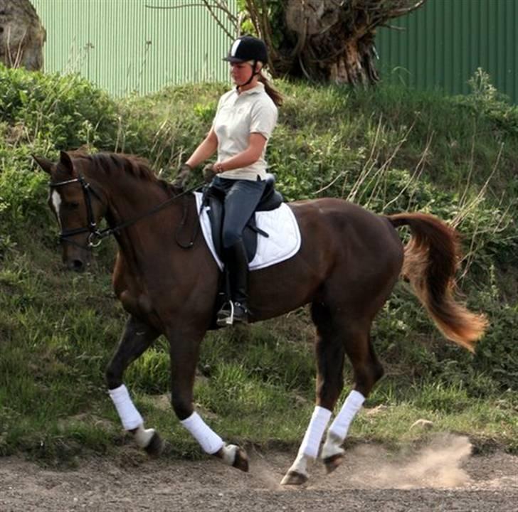 Dansk Varmblod Lindegårdens Juvel R.I.P  - Juvel og Anja Olesen april 2007. Anja havde Juvel i ridning ca. 2 måneder før jeg købte ham. billede 5