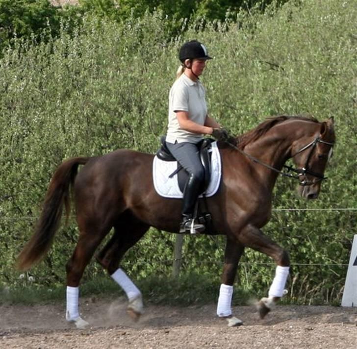 Dansk Varmblod Lindegårdens Juvel R.I.P  - Juvel og Anja Olesen april 2007 billede 6