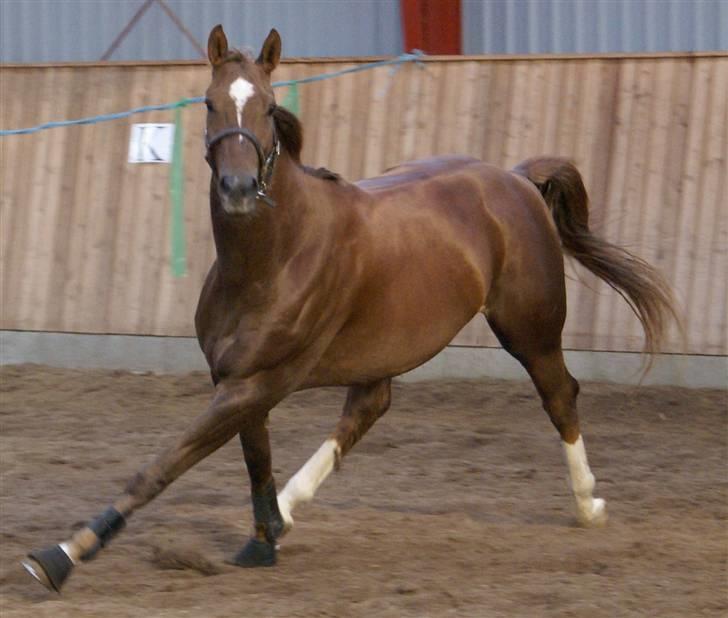 Dansk Varmblod Lindegårdens Juvel R.I.P  - Juvel i fulddt firspring til løsspringning (2 gang han prøver det) september 2007 billede 7