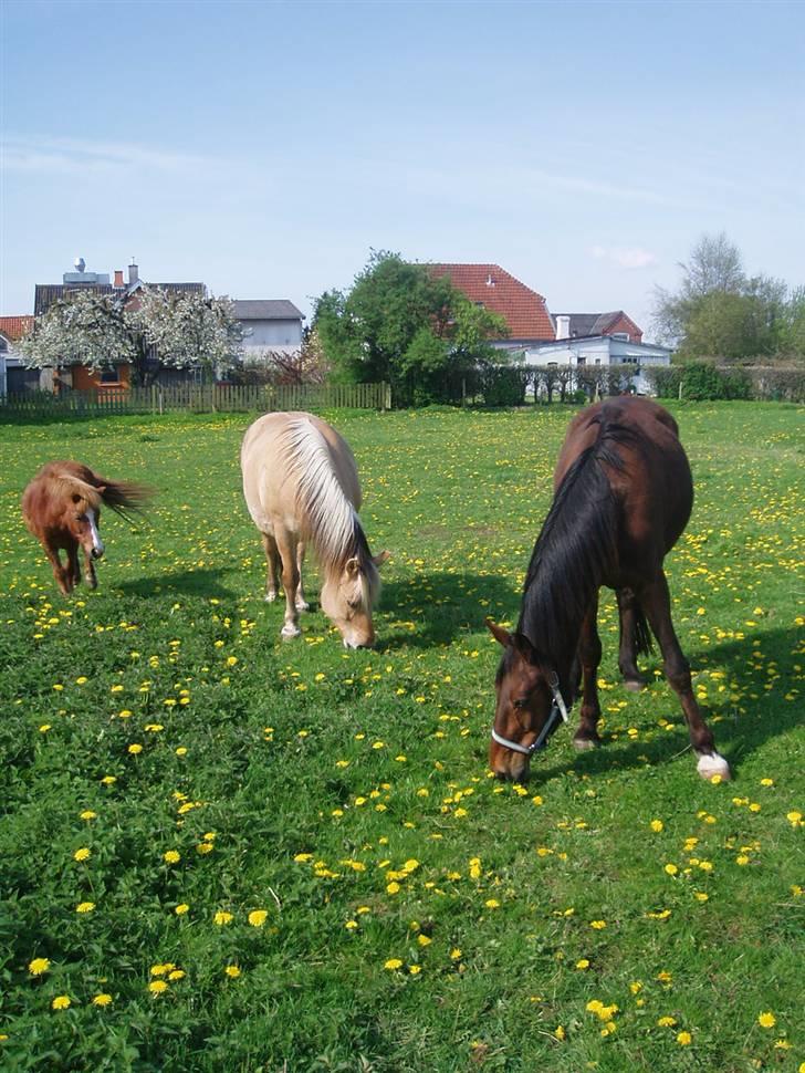 Traver Delvin Key - Bliz, Tarzan & delvin - De bedste sommerfolds´venner <3  billede 5