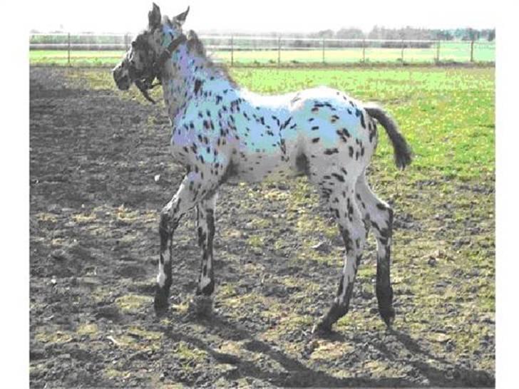 Knabstrupper Charmeur *solgt* - Charmeur da han var baby, nååå.... billede 2