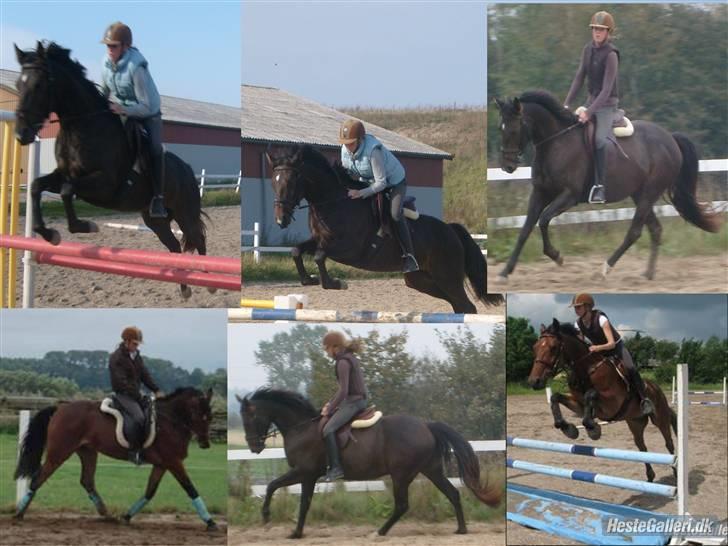 Anden særlig race Holtegårdens splif SOLGT. billede 7