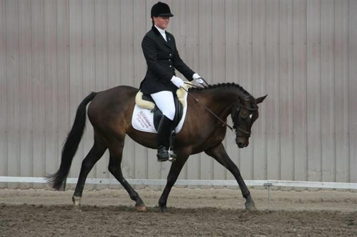 Anden særlig race Holtegårdens splif SOLGT. billede 8