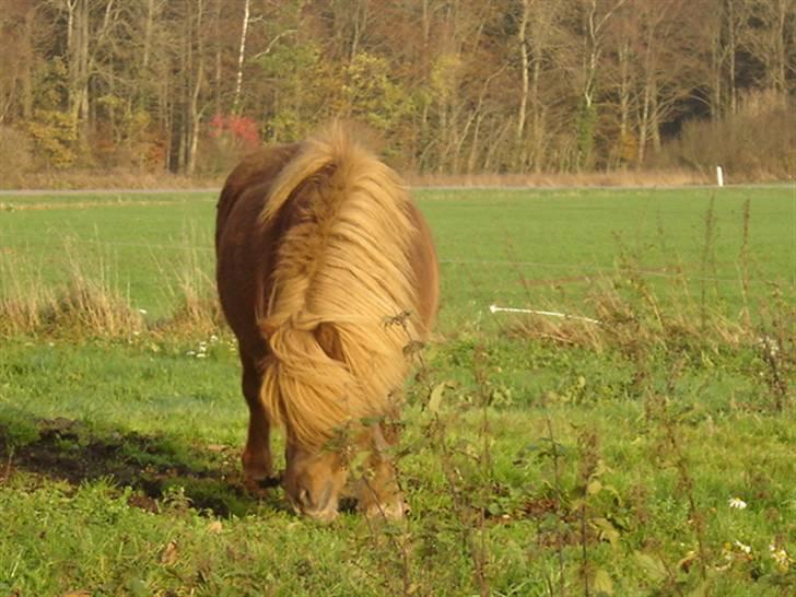 Shetlænder †Sofienbergs Bastian† - Batian. R.I.P                        #1# billede 1