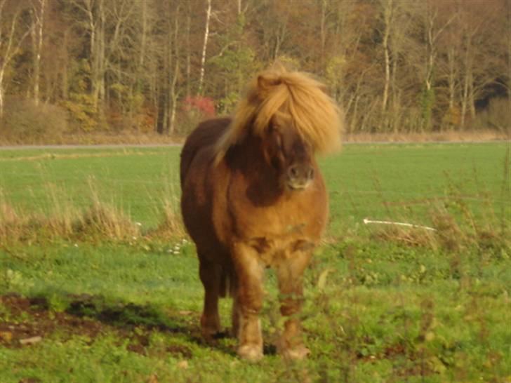 Shetlænder †Sofienbergs Bastian† - Elsket og Savnet! R.I.P    #2# billede 2