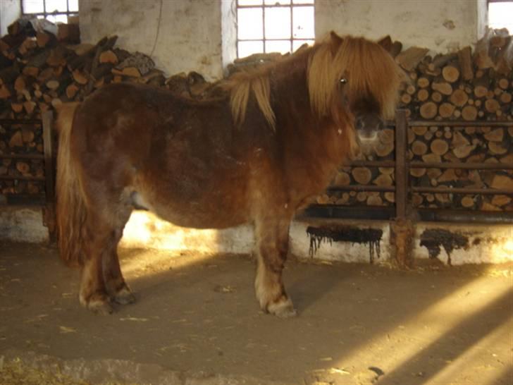 Shetlænder †Sofienbergs Bastian† - I stalden. R.I.P   # 4# billede 4