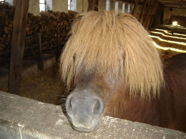 Shetlænder †Sofienbergs Bastian† - Den Dejlige! R.I.P #6 # billede 6