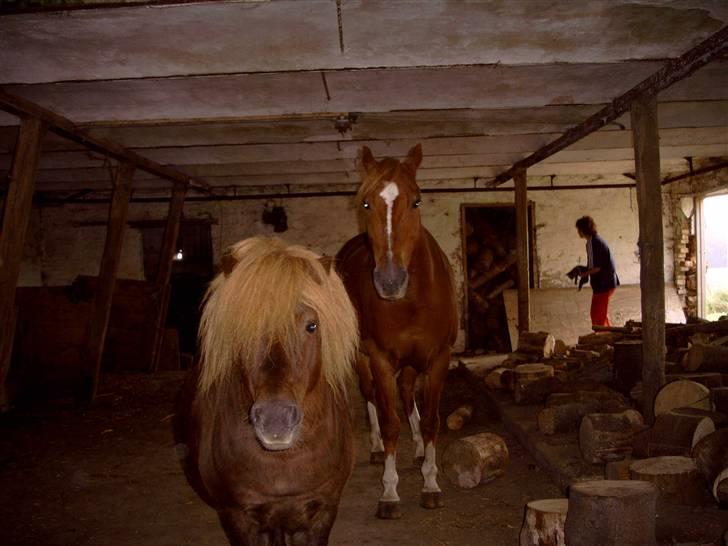 Shetlænder †Sofienbergs Bastian† - Bastian. R.I.P Og Bounty. # 9# billede 9