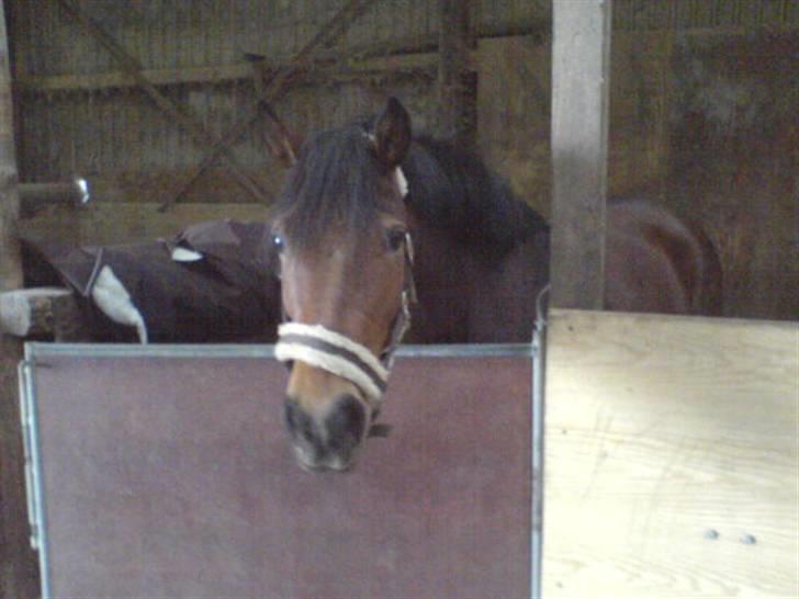 Hollandsk Sportspony .•°Pheobee- elsker diq°•. - R hun ikk dejlig?? Foto: Chris billede 7