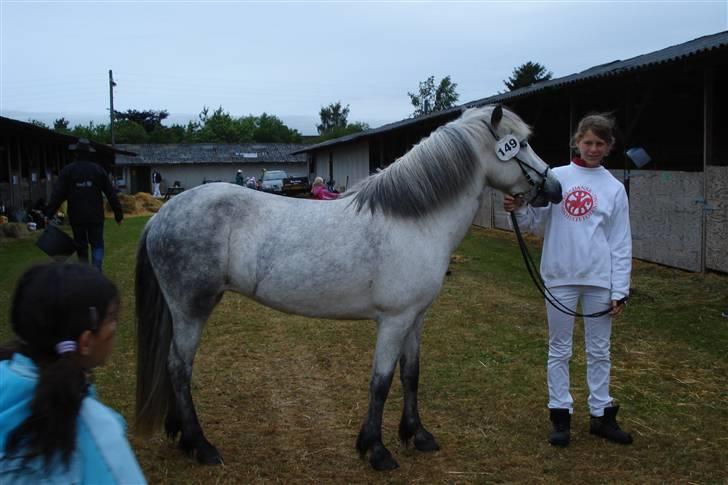 Islænder embla f. Lundegaard - ja kig på hesten for hun er rigtig fin hvor hun ikke er fed og med muskler :P ja det er så mig også sjovt nok hehe billede 15