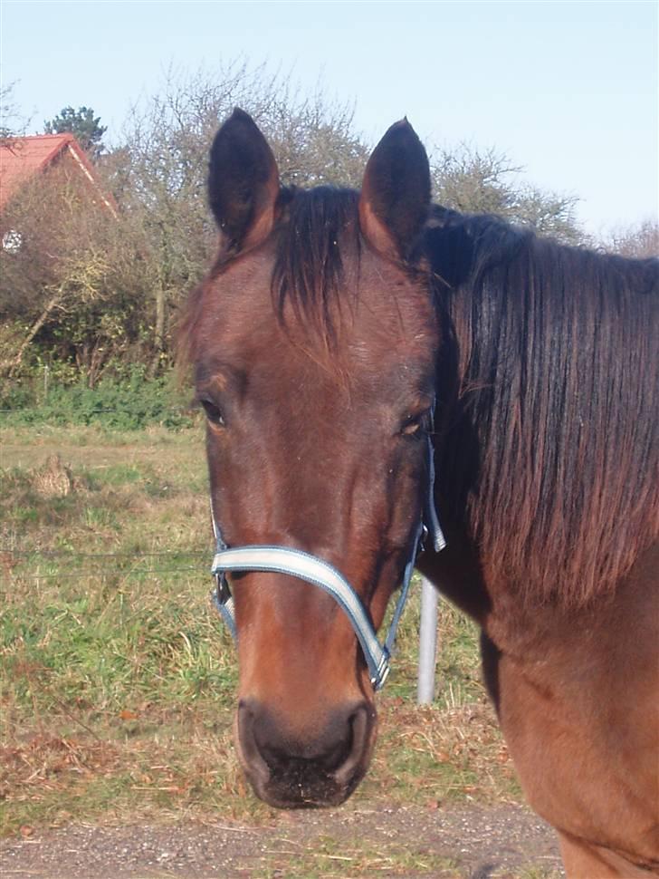 Traver Delvin Key billede 6