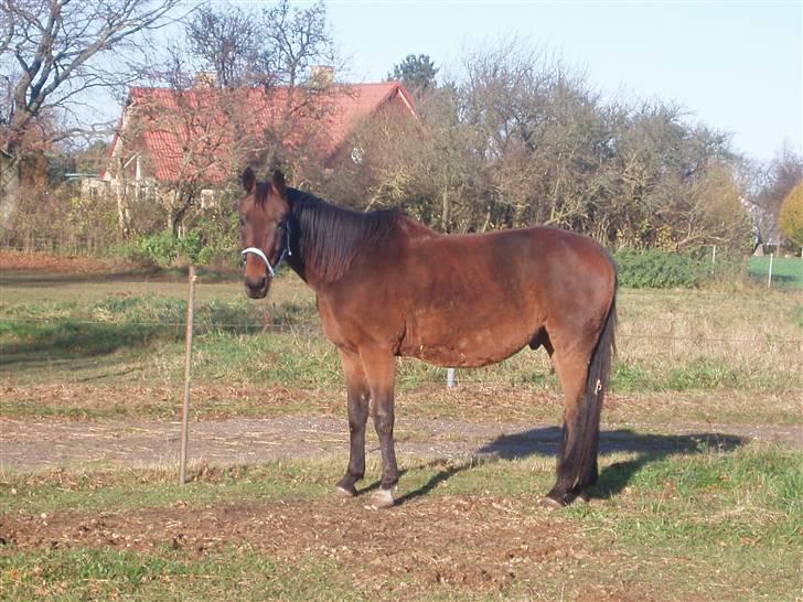 Traver Delvin Key billede 7