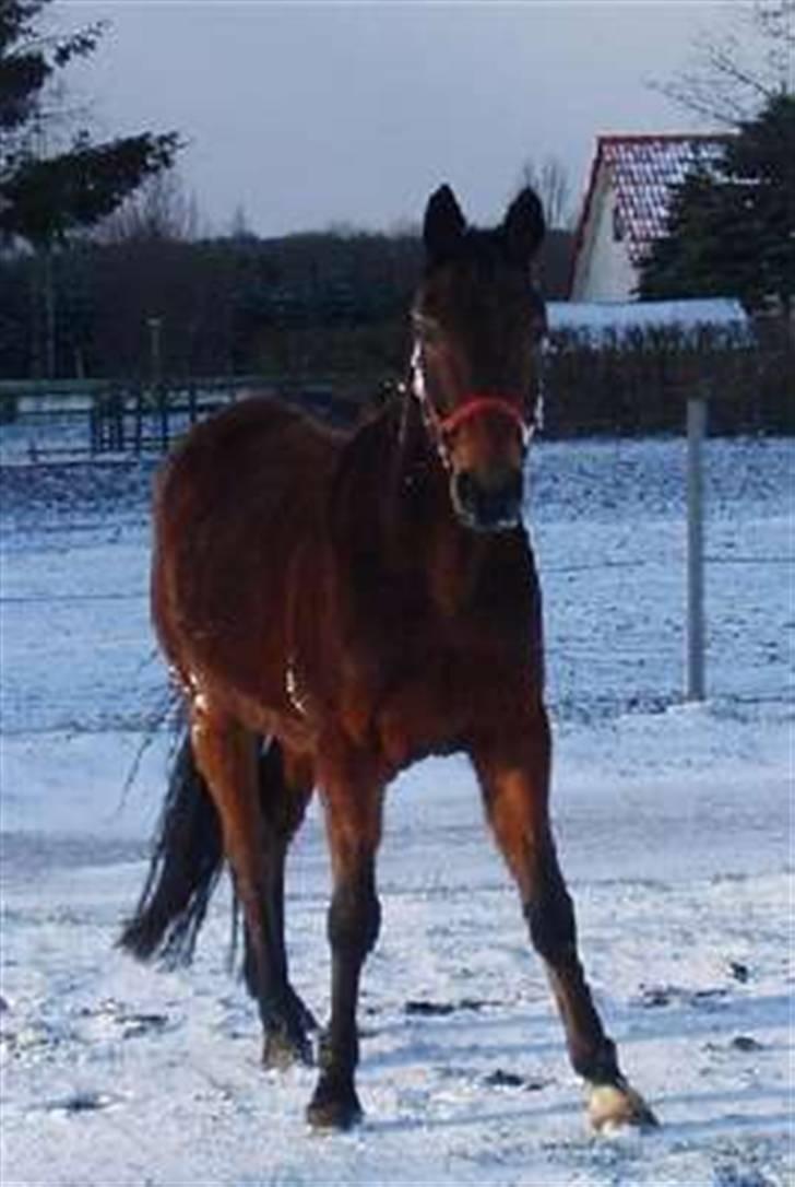 Traver Delvin Key billede 8