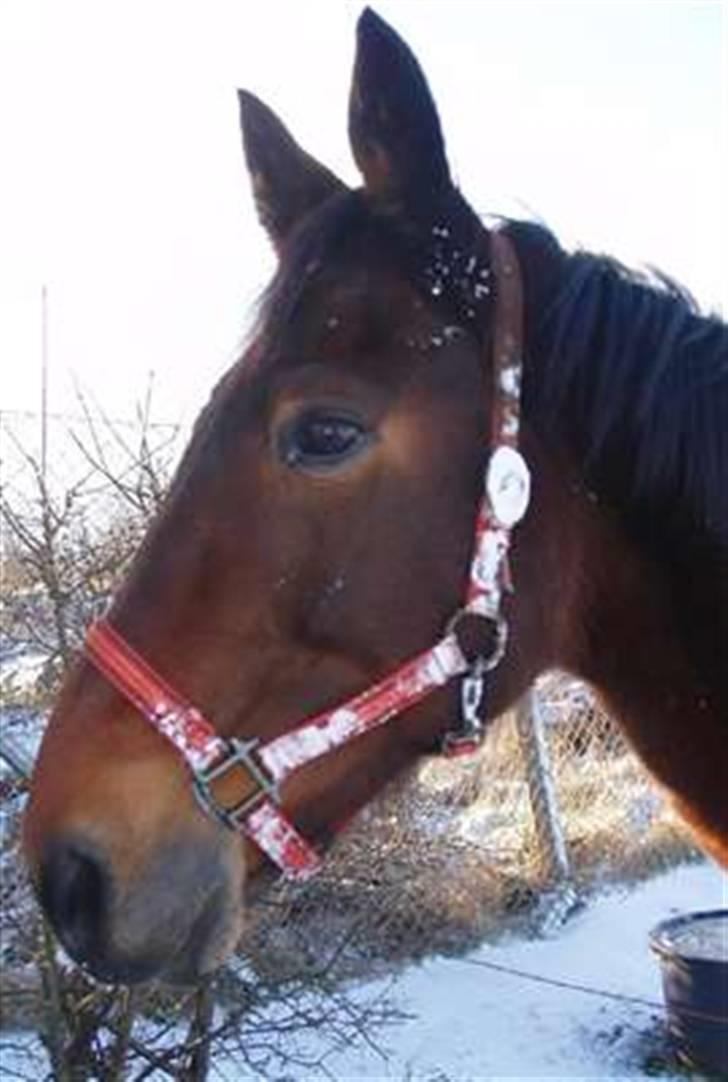 Traver Delvin Key billede 9