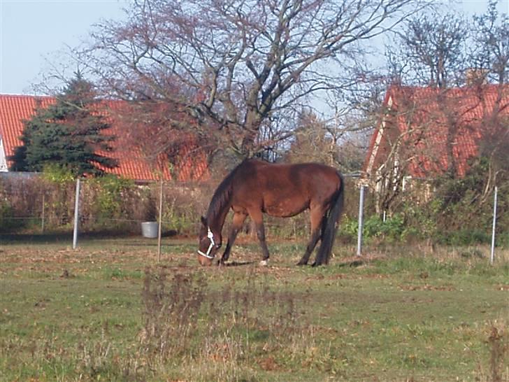 Traver Delvin Key billede 11