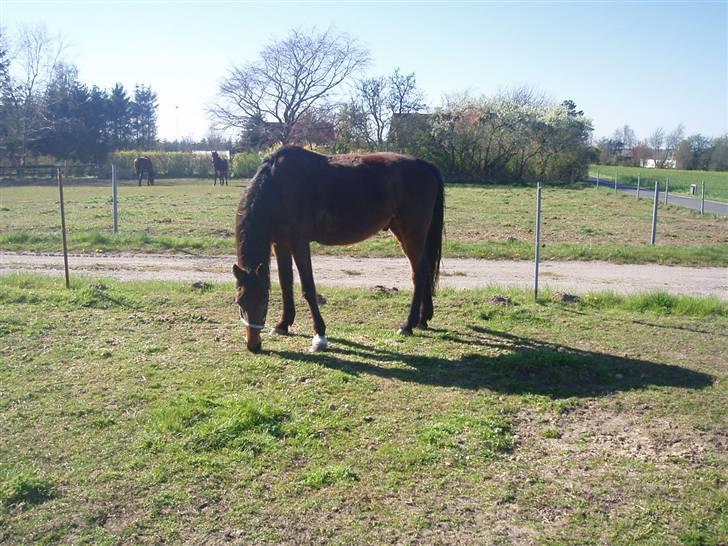 Traver Delvin Key - Delvin og hans bedste venner Celeste og Romanus <3  billede 12