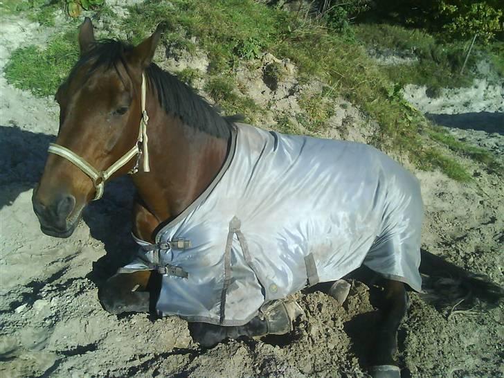 Hollandsk Varmblod Zorro - R.I.P 10/4 - 08 - Hygge i solen(: billede 6