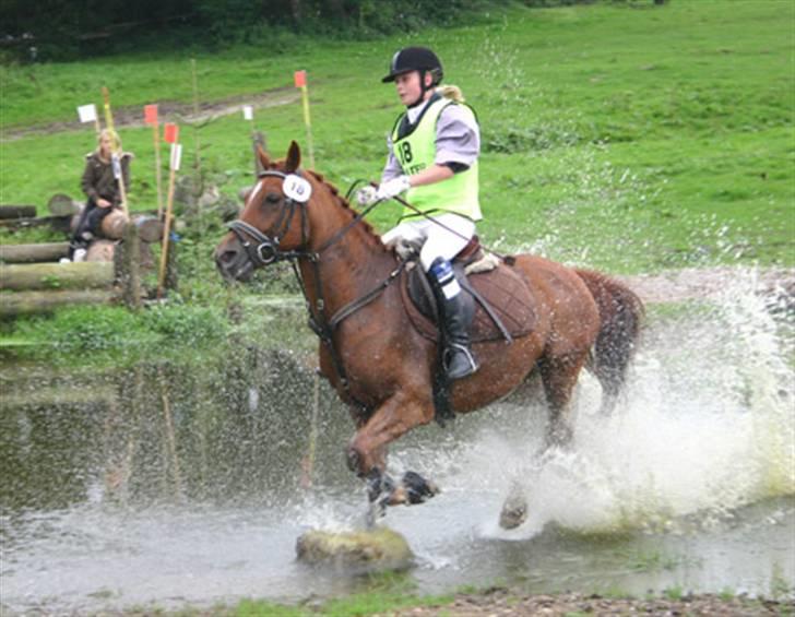 Anden særlig race Godtfred - Military stævne i Aabenraa - blev nr. 3 , Foto: ?? billede 13