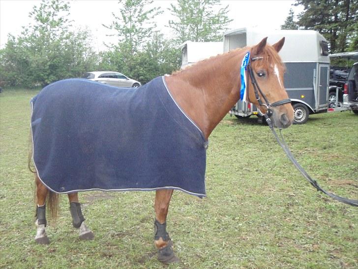 Anden særlig race Godtfred - Camilla(søster) og Godtfred der fik en 2. plads sammen i springning billede 16