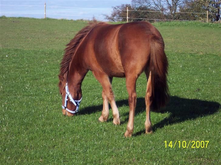 Gotlandsruss Lorenzo - Miin dejlige Lorenzo<3 billede 1