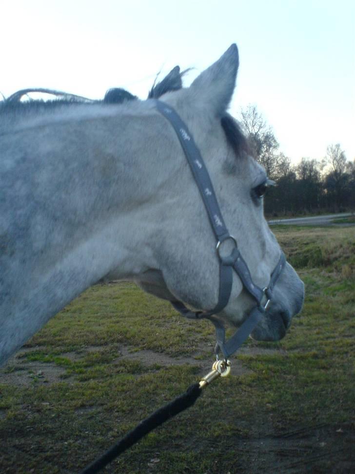 Anden særlig race Wonder Blue R.I.P.<3 - du så lækker, lad mig se dig dreje rundt damn<3 taget af: mig :D billede 19