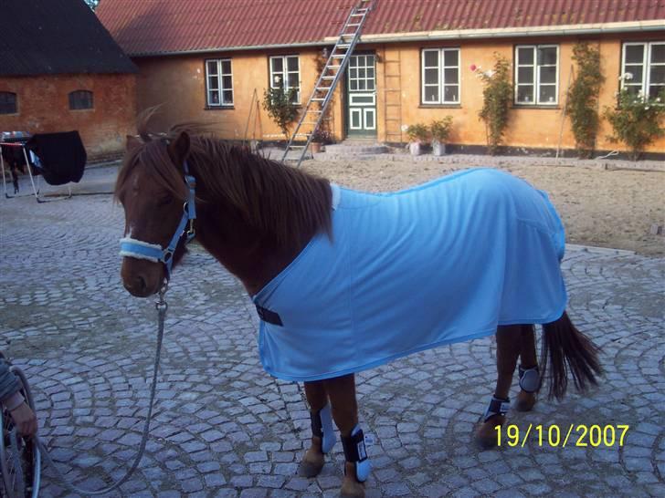 Gotlandsruss Lorenzo - lill´ fin pony med nyt "tøj" ;D billede 2