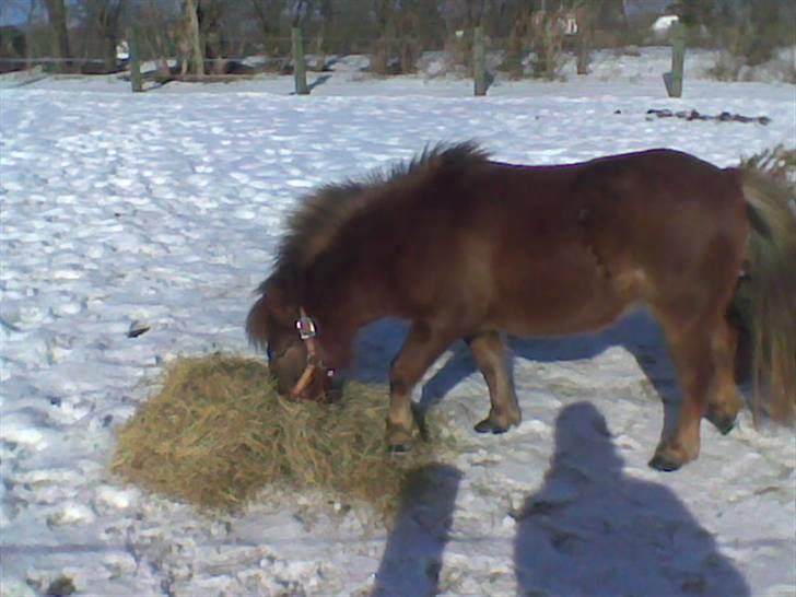 Shetlænder Kærbygaards Nuggi *Trunte - HØ!!    billede 7
