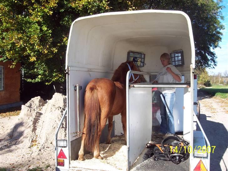Gotlandsruss Lorenzo - Her er han på vej ud af traileren da jeg fik ham;) billede 3