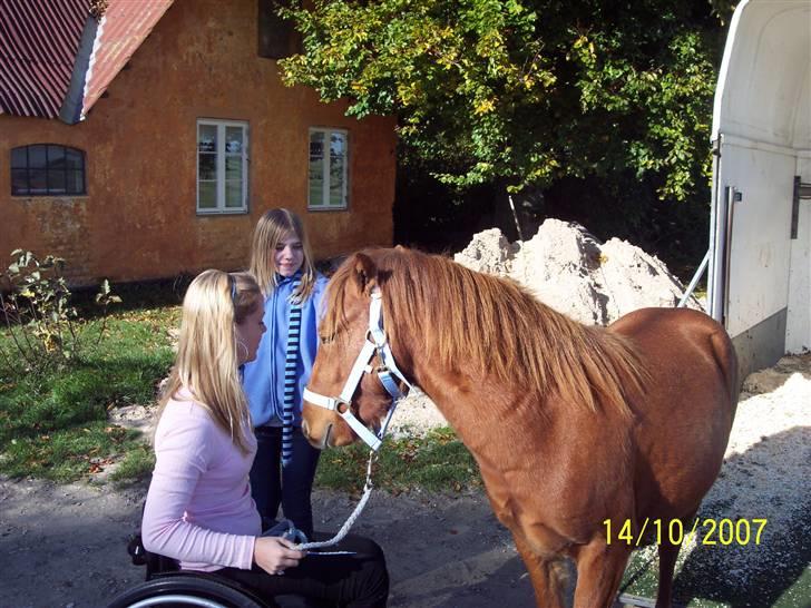 Gotlandsruss Lorenzo - uhh<3 ægte kærlighed<"333 billede 4