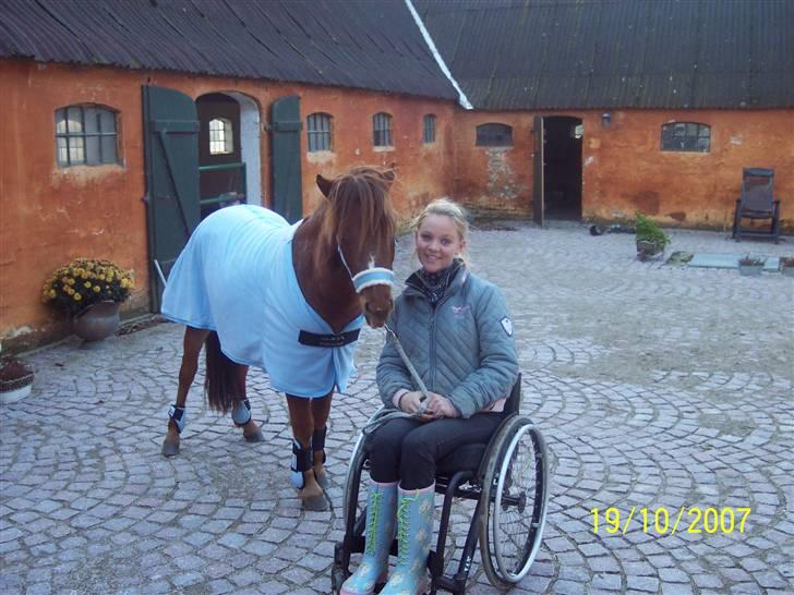 Gotlandsruss Lorenzo - Så leger vi lige foto model;p billede 5