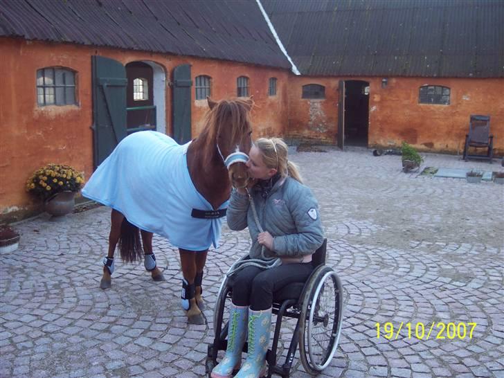 Gotlandsruss Lorenzo - kyss kyss;#   <333 billede 6