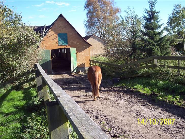 Gotlandsruss Lorenzo - Første dag på folden;) så skal løsdriften udforskes;p hihi<3 billede 7