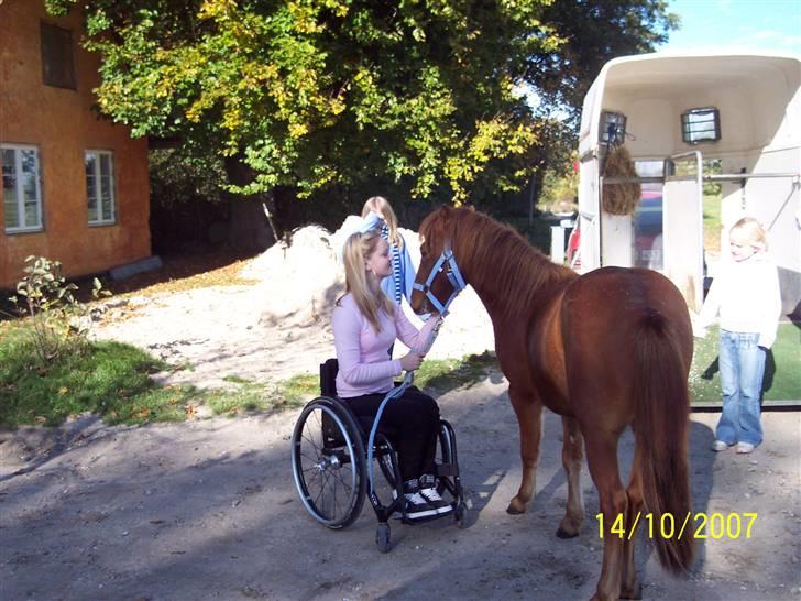 Gotlandsruss Lorenzo - Heej miin dejlige pony<3 velkommen hjem;) billede 8