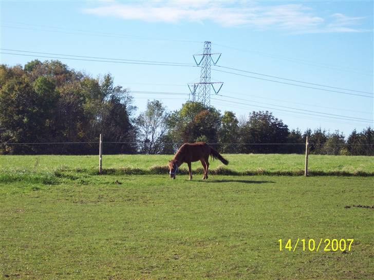 Gotlandsruss Lorenzo - "Mmm;) Græs" hehe babypony;) billede 9