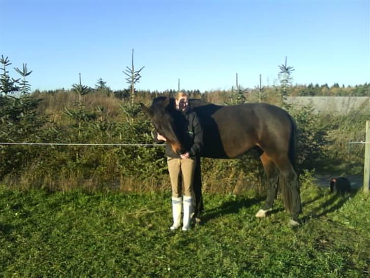 Dansk Varmblod Don Cavo *R.I.P* - cavo er blevet mega høj Ditte er 186 billede 11