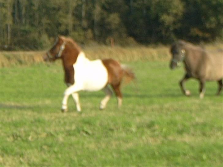 Anden særlig race Lilla billede 3