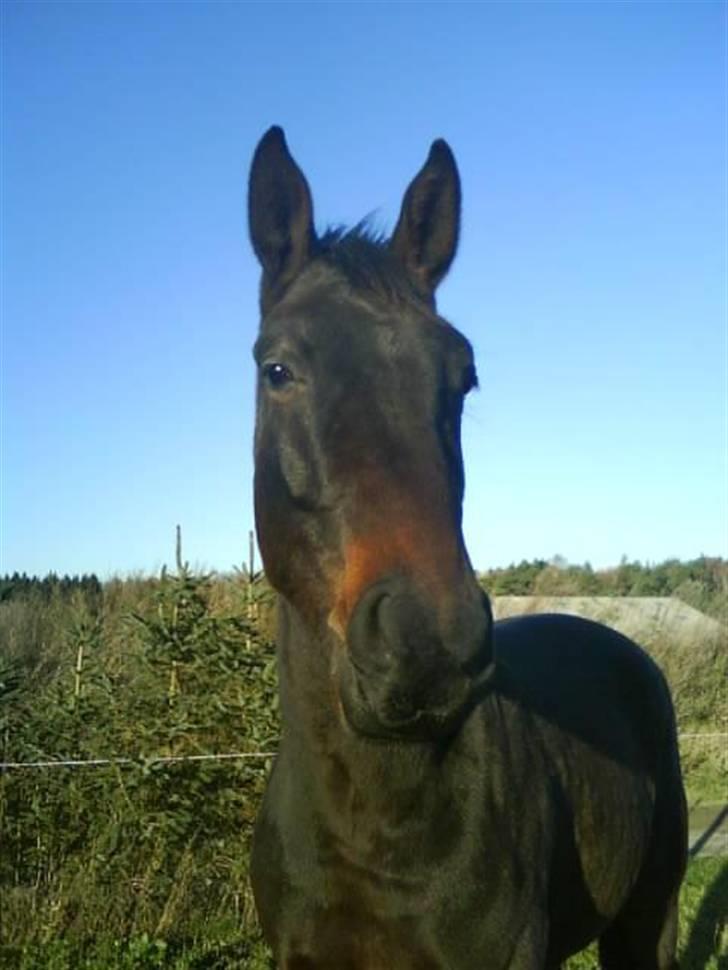 Dansk Varmblod Don Cavo *R.I.P* - cavo er ved at blive en voksen hest billede 12