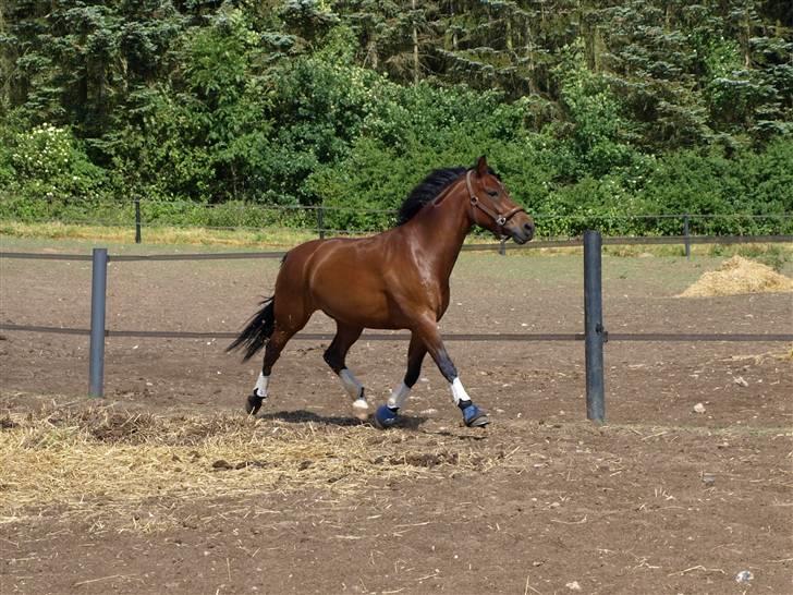 New Forest Ganymedes Dyrekjær - fold d. 14 juni 2008 :D billede 9