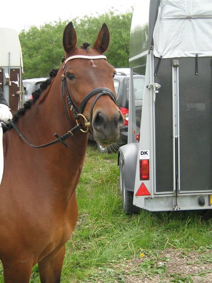 New Forest Ganymedes Dyrekjær - smukke mig xD billede 11