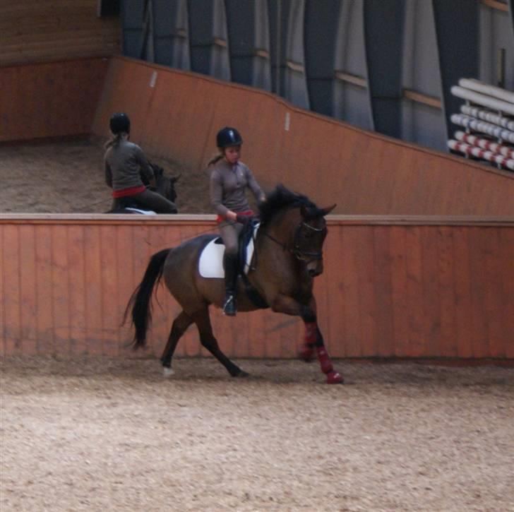 New Forest Ganymedes Dyrekjær - kursus ved michael (: d. 5 okt. 2008 billede 12