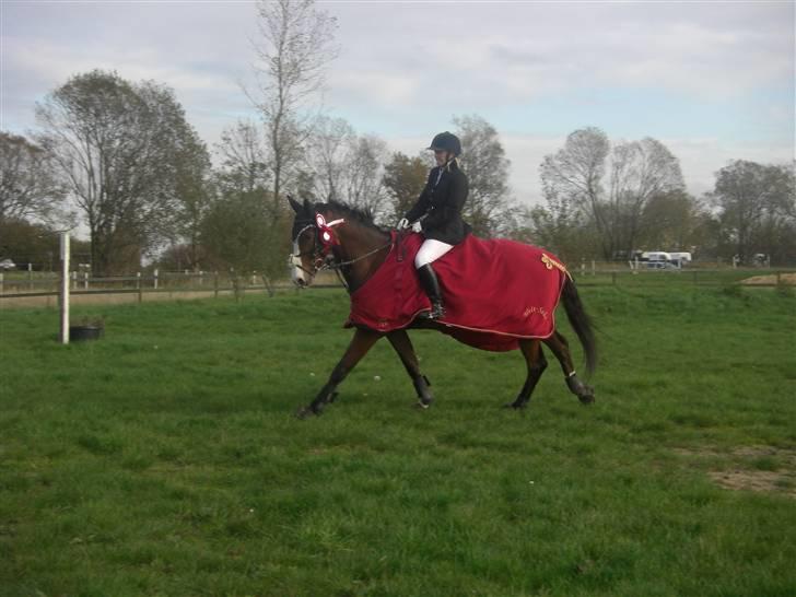 Dansk Varmblod welt-sohn R.I.P 2002-2009 - Efter egtved :) billede 12