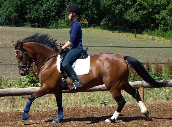 New Forest Ganymedes Dyrekjær - træning d. 14 juni 2008 :) mesterfotografen pernille :D billede 13