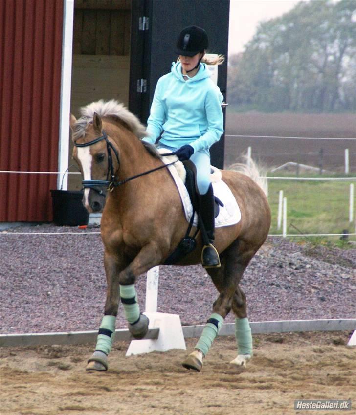 Welsh Pony af Cob-type (sec C) Åvangs Bounty (Solgt) - Træning i Sverige billede 5