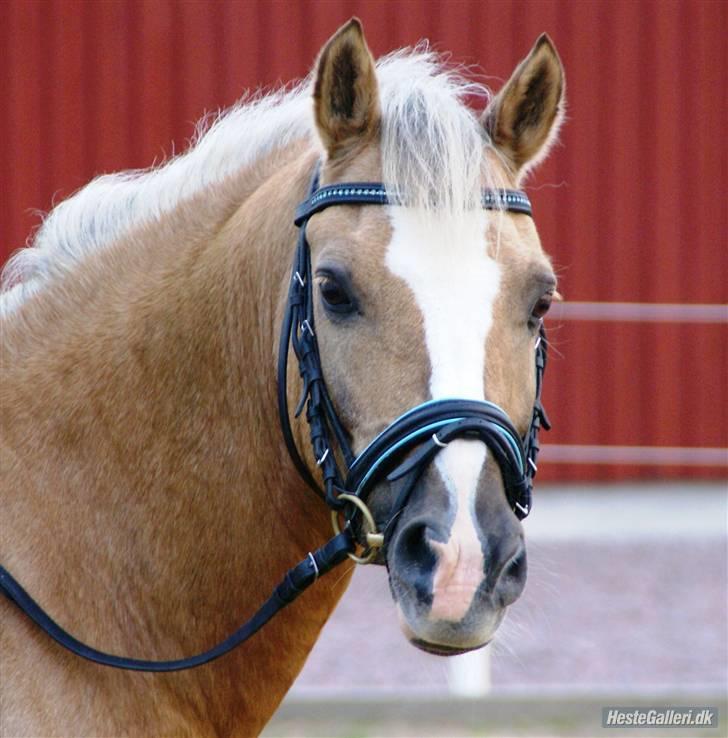 Welsh Pony af Cob-type (sec C) Åvangs Bounty (Solgt) billede 6