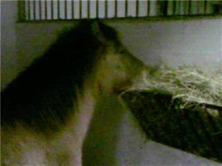 Islænder Rimfaxi - Muuums, det er godt med lidt mad!! billede 11